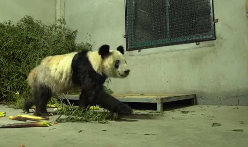 Ya Ya a giant panda started her journey back to China on Wednesday